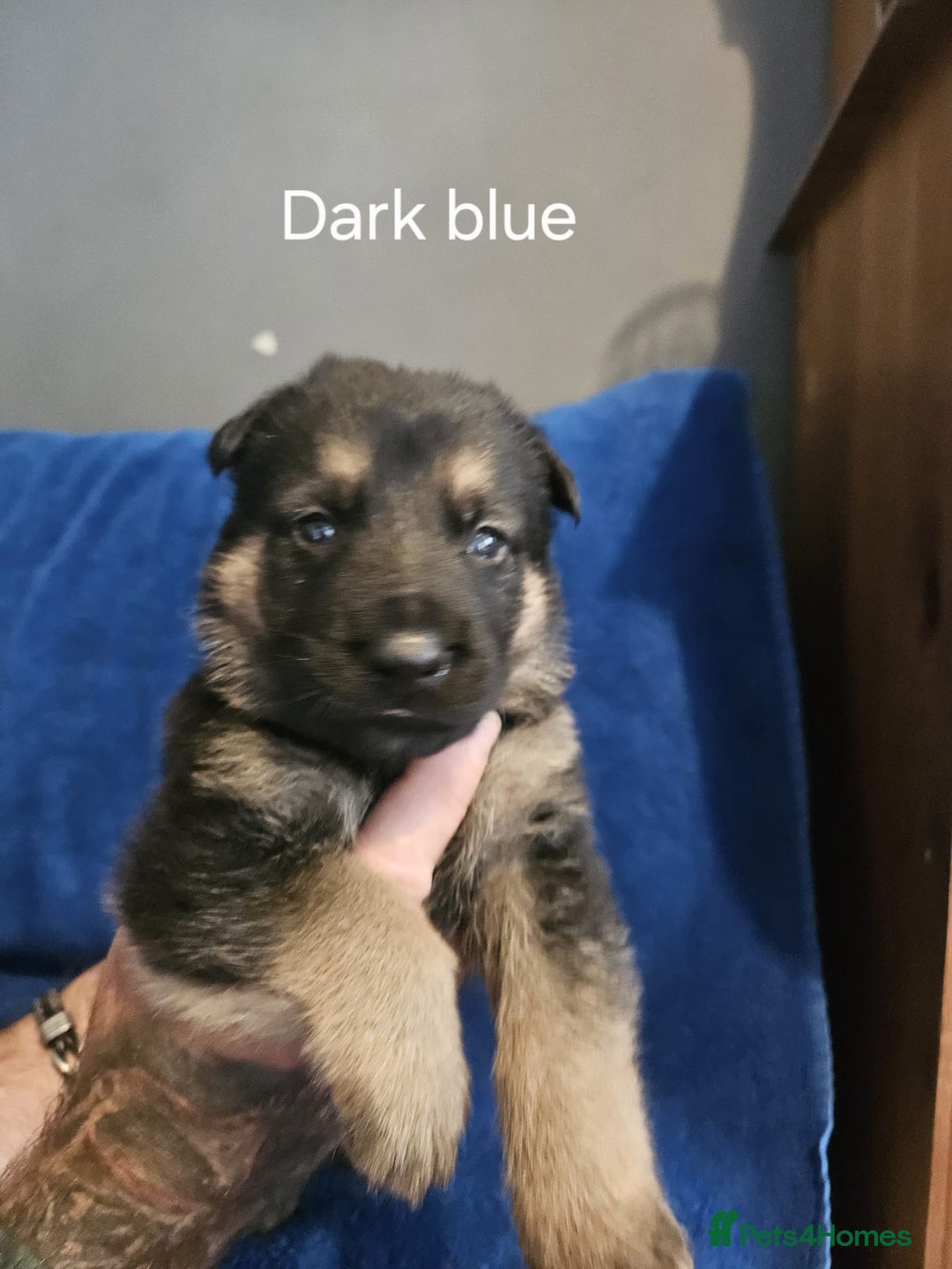 German Shepherd dogs for sale: Stunning German shepherd puppies  - Image 6