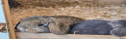 Mini Lop rabbits for sale: Baby lops  in Poole - Advert 5