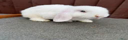 Mini Lop rabbits for sale: Purebred minilop bucks AVAILABLE NOW - Advert 4