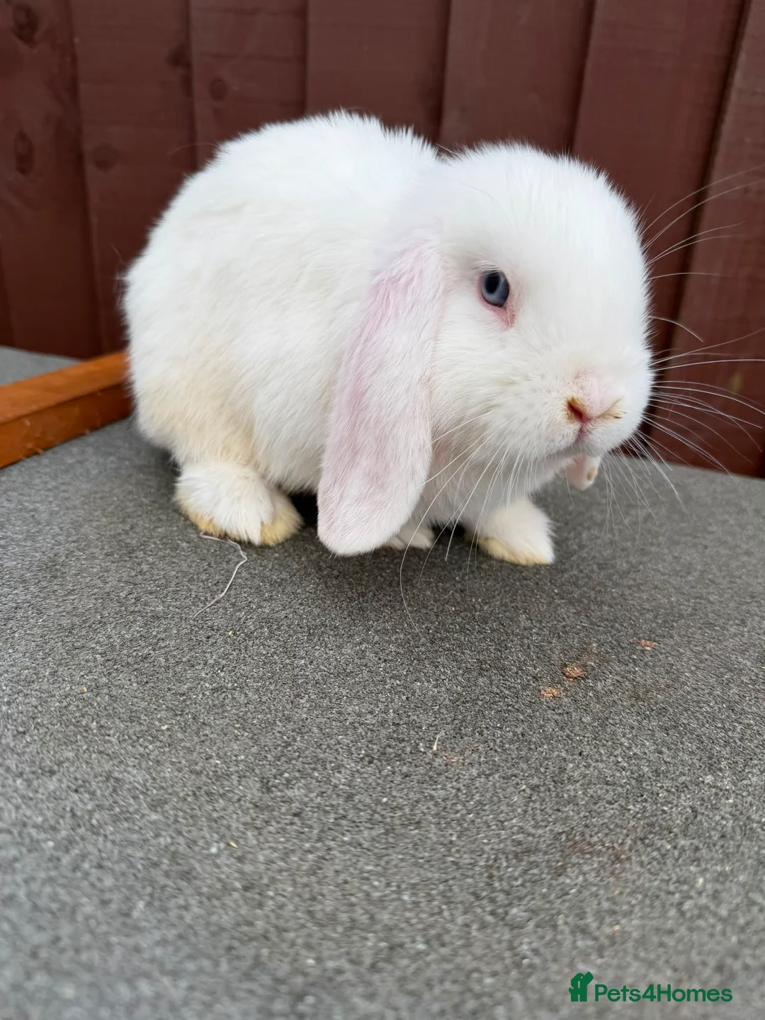 Mini Lop rabbits for sale: Purebred minilop bucks AVAILABLE NOW - Advert 2