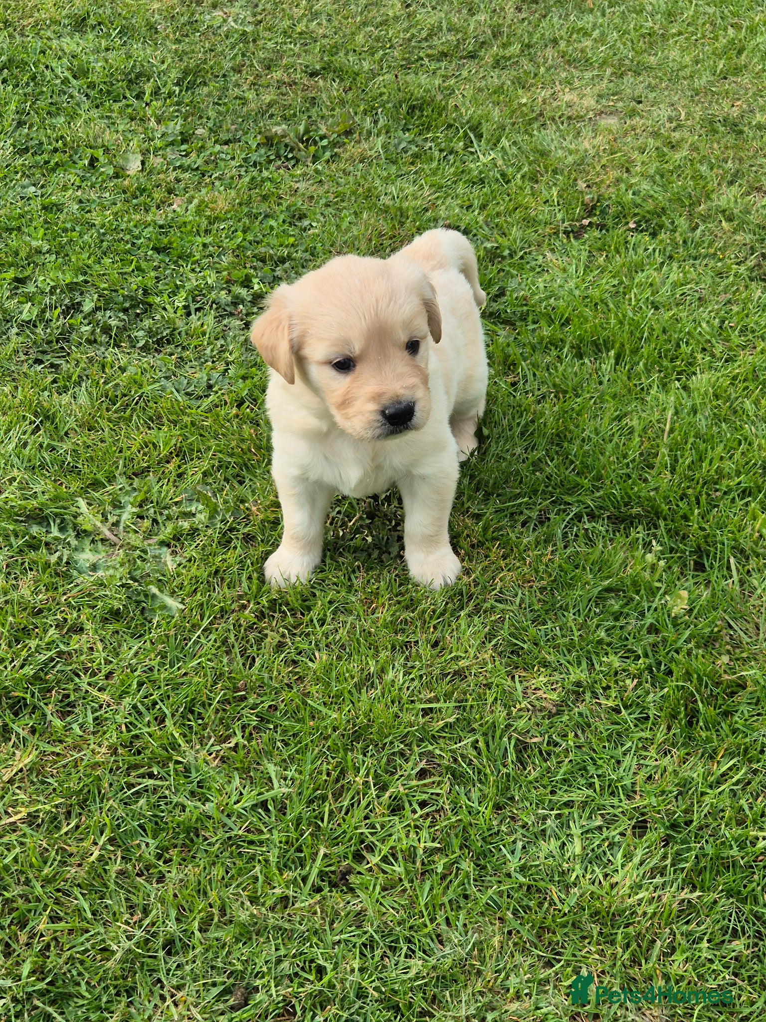 Golden Retriever dogs for sale: KC Registered Golden Retrievers- DNA Health Tested - Advert 4