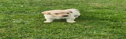 Golden Retriever dogs for sale: KC Registered Golden Retrievers- DNA Health Tested - Advert 2