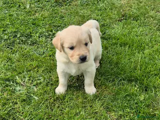Golden Retriever dogs for sale: KC Registered Golden Retrievers- DNA Health Tested - Advert 4
