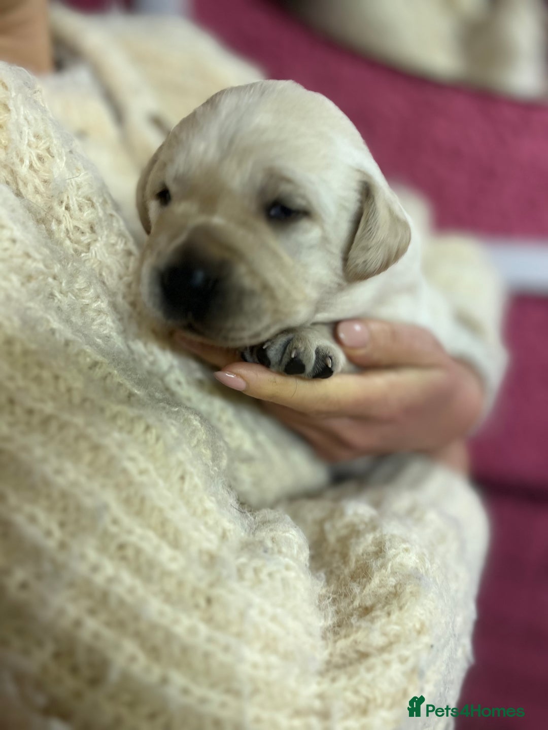 Labrador Retriever dogs for sale: KC Registered Royal Bloodline Puppies - Advert 4