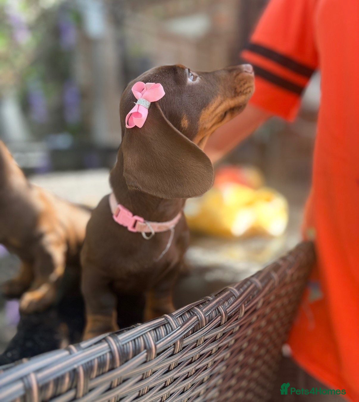 Miniature Dachshund dogs FULLY VACCINATED miniature Daschund baby - Advert 12