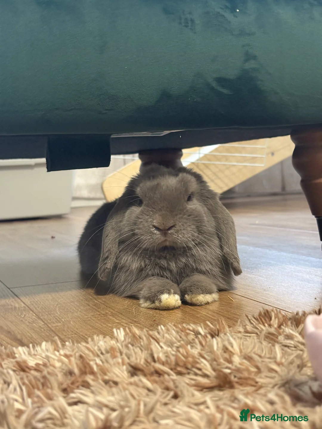 Mini Lop rabbits for sale: Buck for re homing  - Advert 3