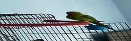 Parrots birds for sale: Parrot Named thor nice bird colour is blue green!! in Caerphilly - Advert 13