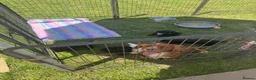 Cocker Spaniel dogs for sale: Working Cocker Spaniel Puppies - Advert 12