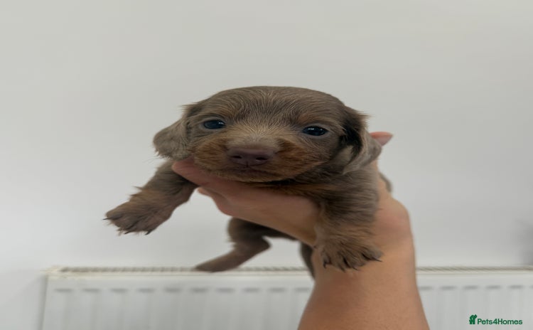 Miniature Dachshund dogs - Advert 13