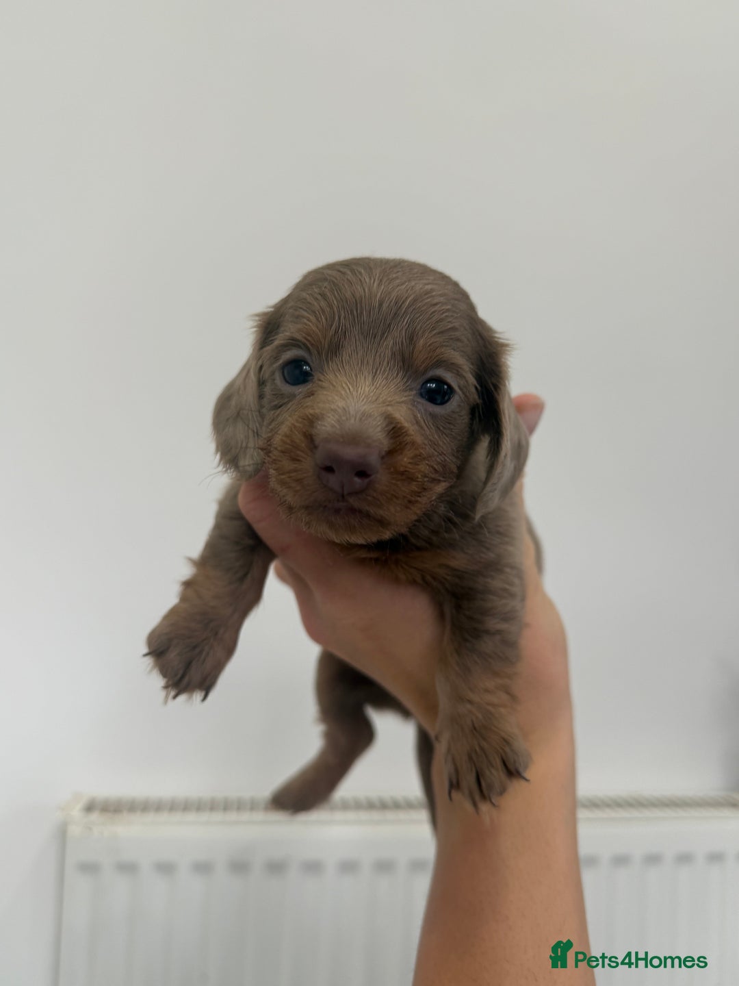 Miniature Dachshund dogs for sale: miniature dachshund puppies  - Image 1