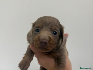 Miniature Dachshund dogs - Advert 3