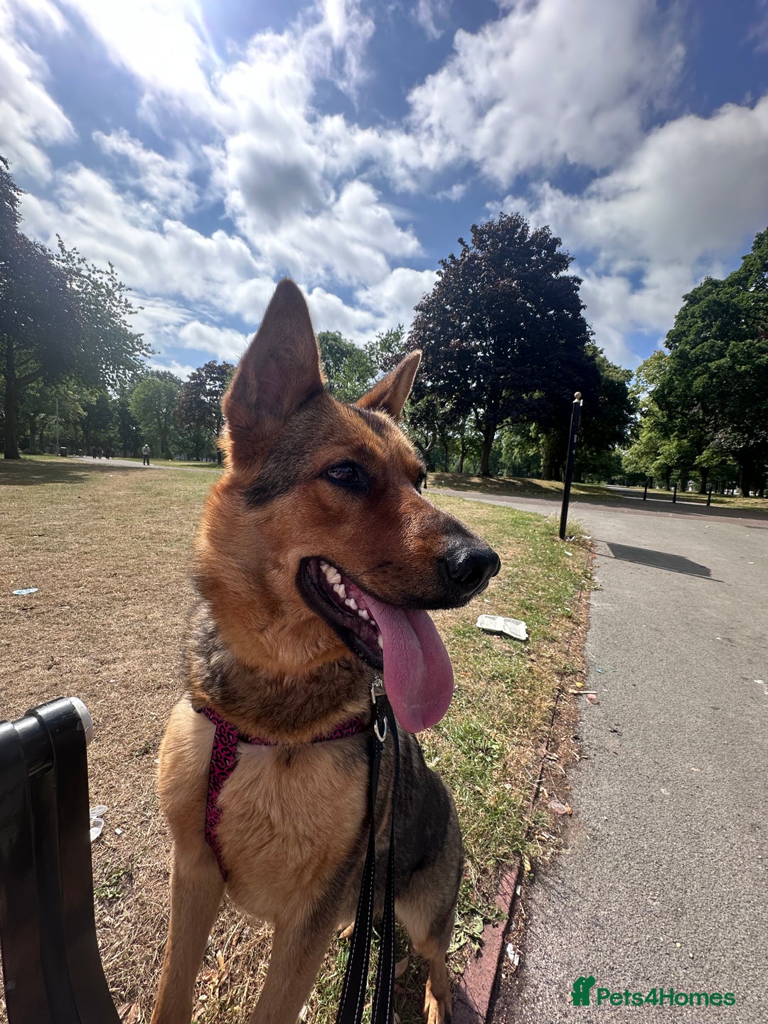 Mixed Breed dogs for sale: 2 year old mixed German Shepard  - Advert 5