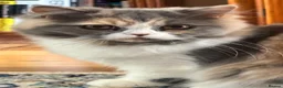 Persian cats for sale: Pure-bred Persian Kittens - Reserve Now - £750 - Advert 6
