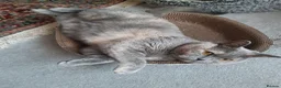 British Shorthair cats for sale: British Shorthair needs rehoming  in Hull - Advert 3