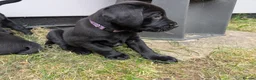 Labrador Retriever dogs for sale: **Only 1 left** KC Registered Labradors  - Advert 13