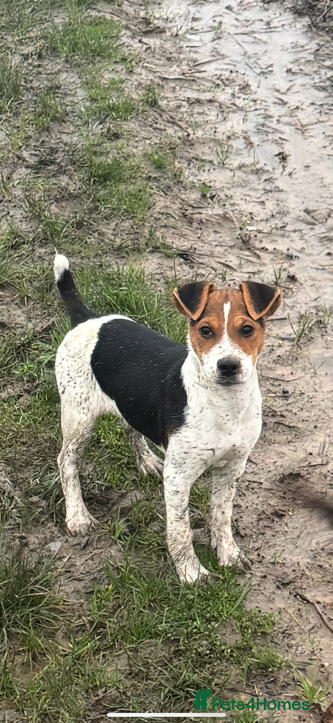 Jack Russell dogs for sale: Jack Russel boy  - Advert 4