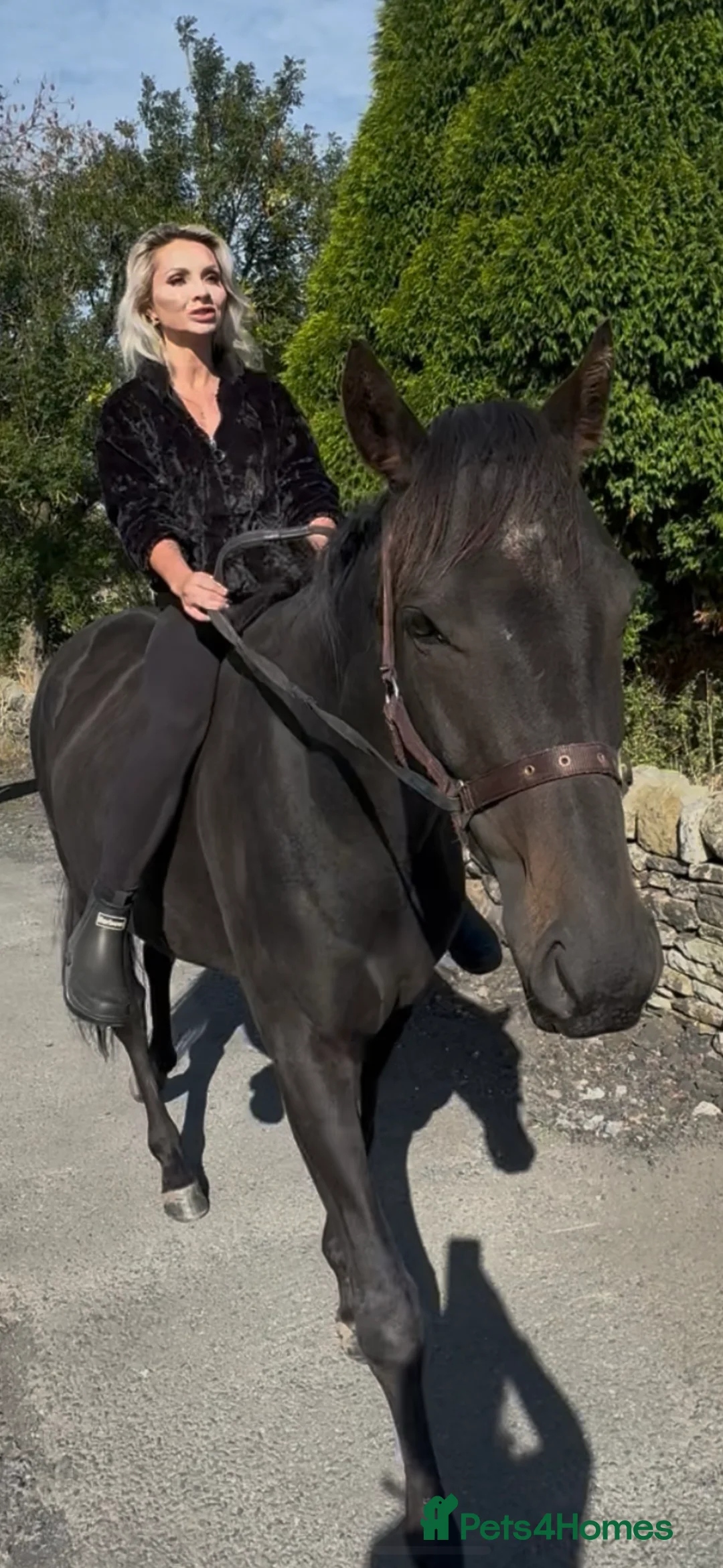 Irish Thoroughbred horses for sale: Thoroughbred and Dartmoor  - Advert 6