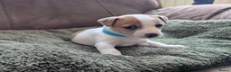 Jack Russell dogs for sale: Jack Russell Puppies, Ready 20th March - Advert 19