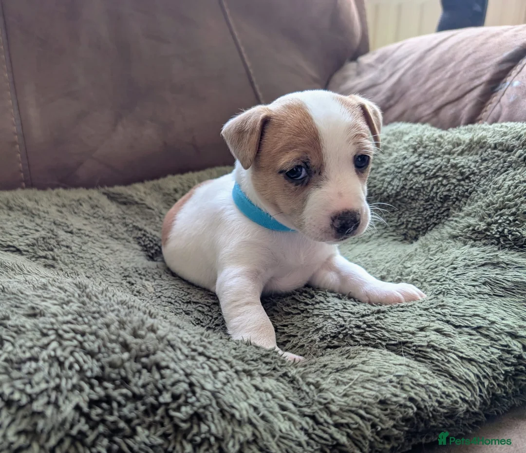 Jack Russell dogs for sale: Jack Russell Puppies, Ready 20th March - Advert 19