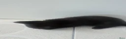 Mixed Breed cats for sale: 3 Kittens looking for a loving home - Advert 4