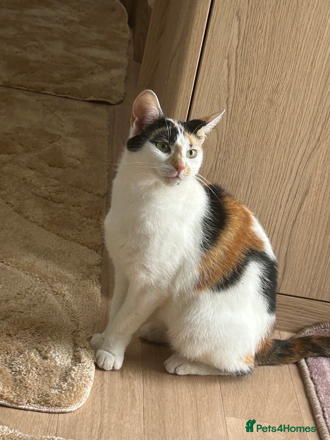 Mixed Breed cats for sale: Baby kittens for sale - Image 22