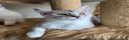 Maine Coon cats for sale: Ready now Silver with white Maine Coon kittens - Advert 24