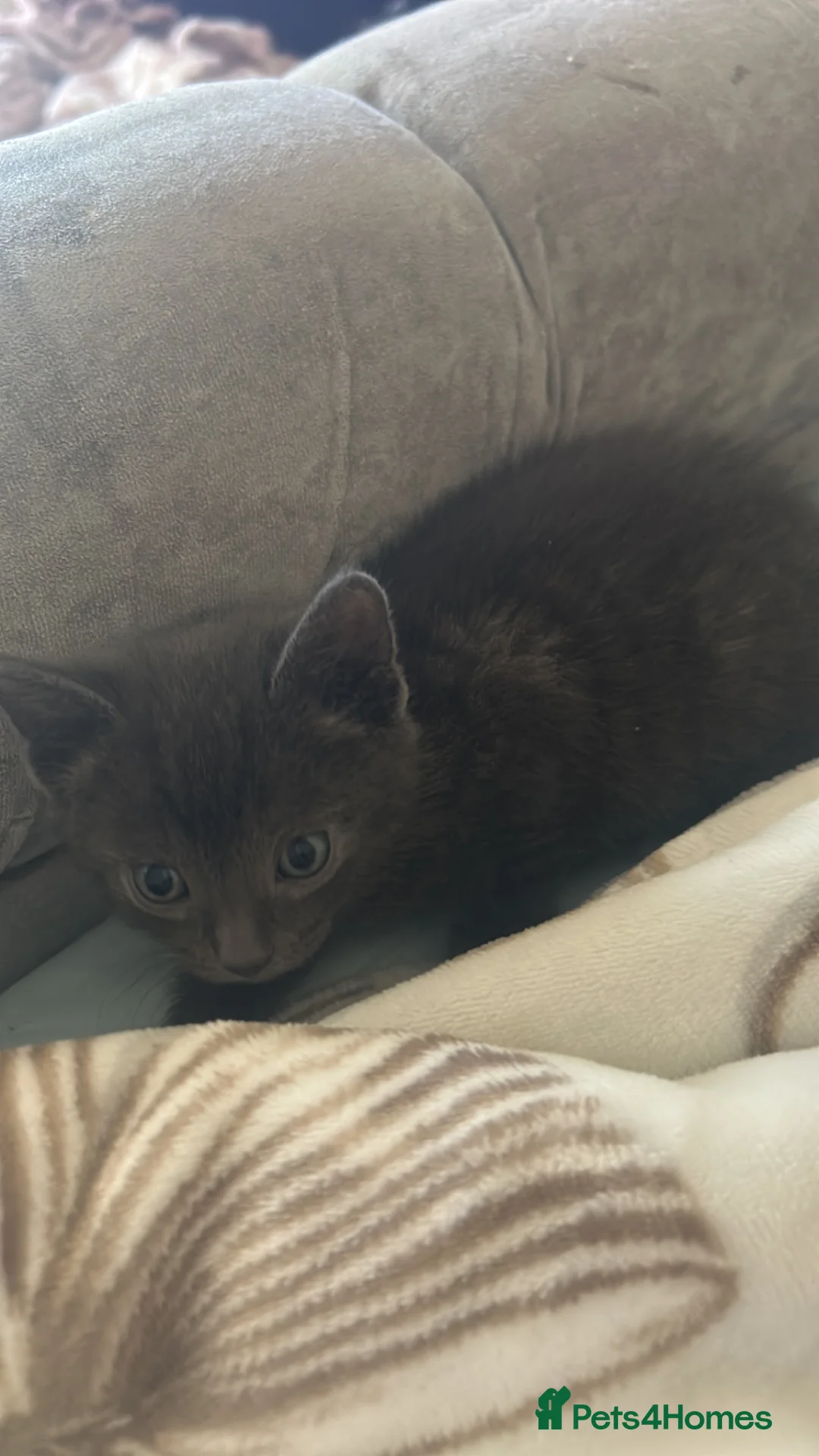 British Shorthair cats for sale: Two kittens left  in Amersham - Advert 7