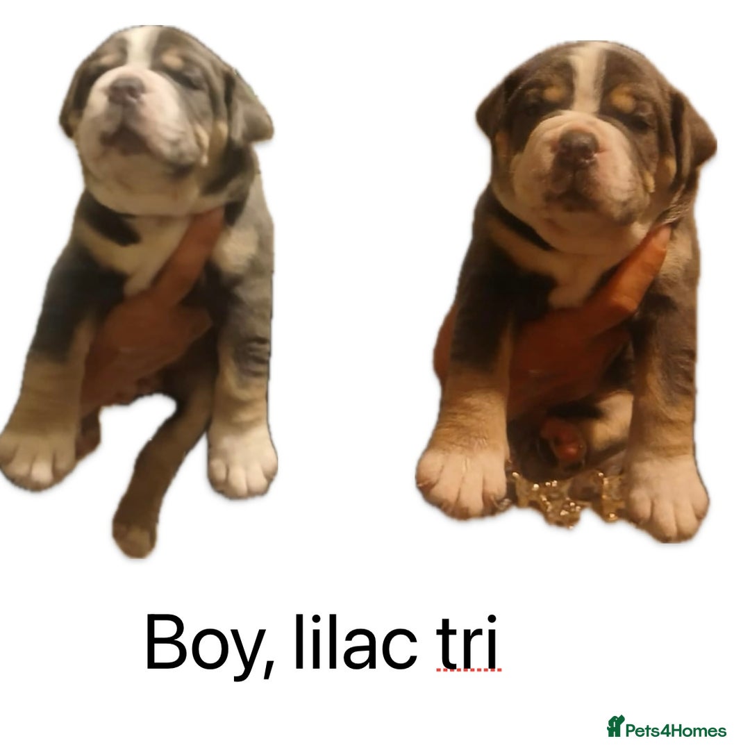 Olde English Bulldogge dogs for sale: NEBB REG OLDE ENGLISH BULLDOG  - Image 30