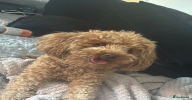 Toy Poodle dogs - Advert 8