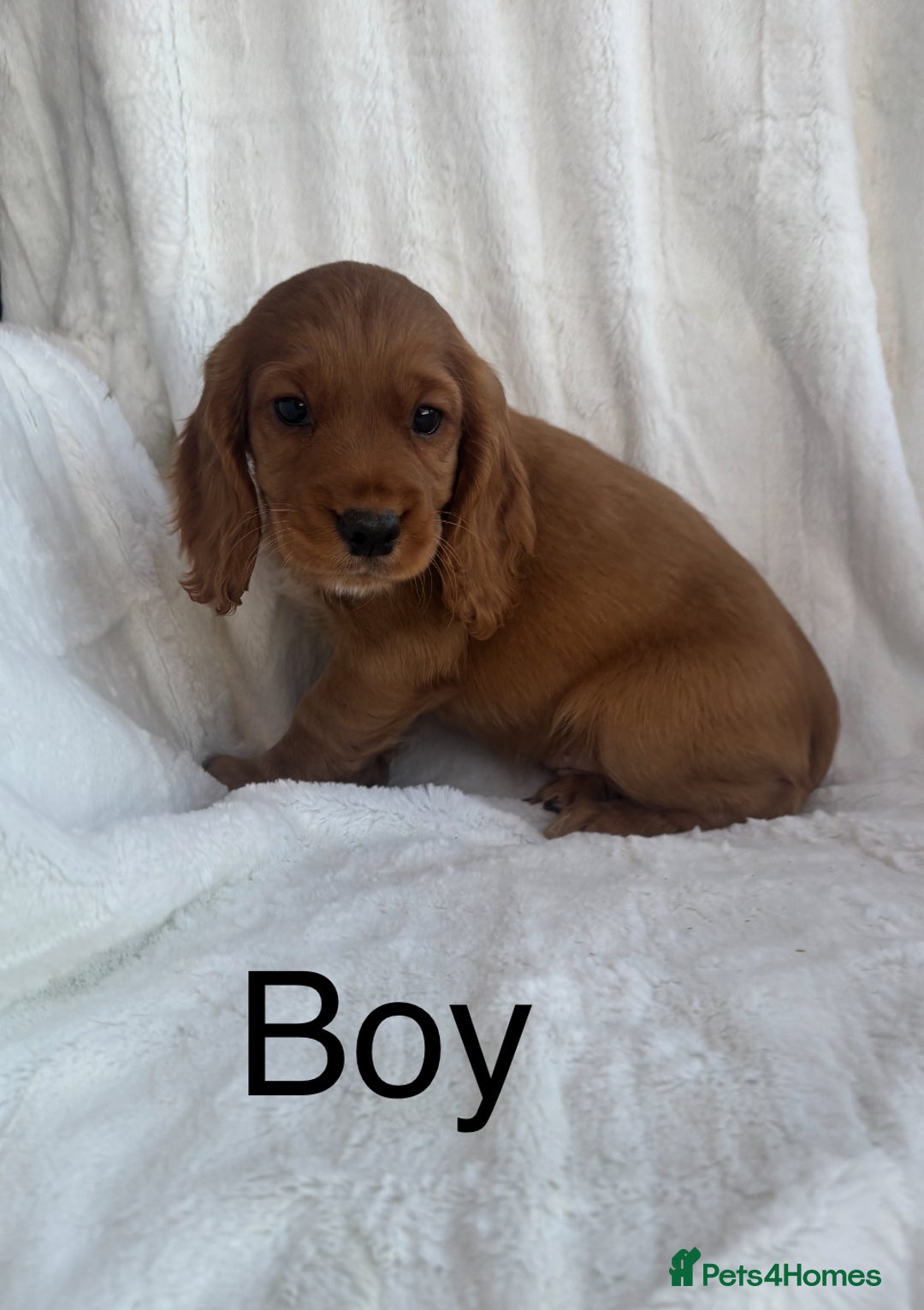 Cocker Spaniel dogs for sale: Gorgeous red cocker spaniels puppies  - Image 4