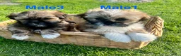 Lhasa Apso dogs for sale: Lhasa apso puppies  - Advert 8