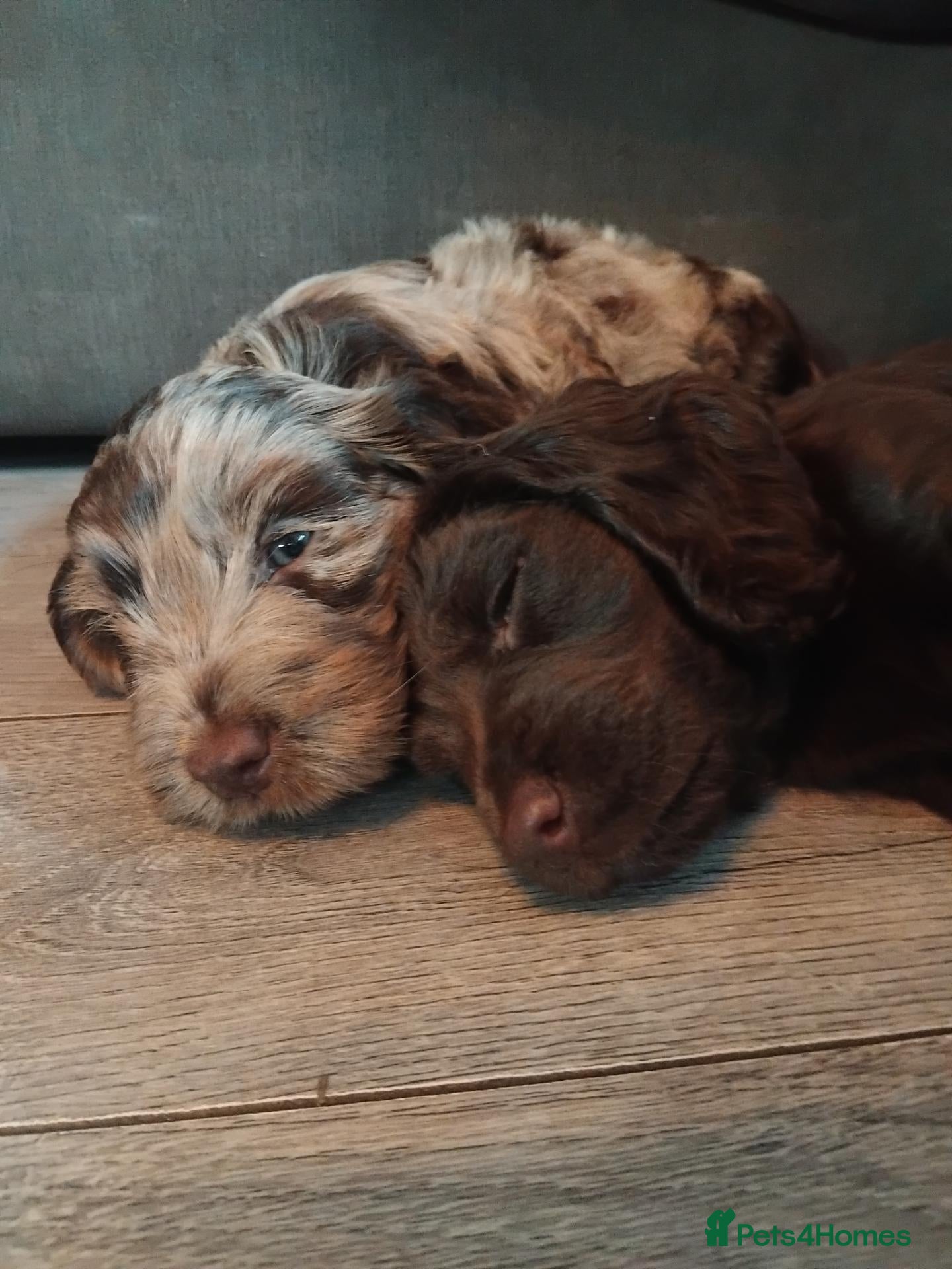 Cockapoo dogs 🐾 Beautiful Cockapoo Puppies 🐾75%cocker25%poodle - Advert 19