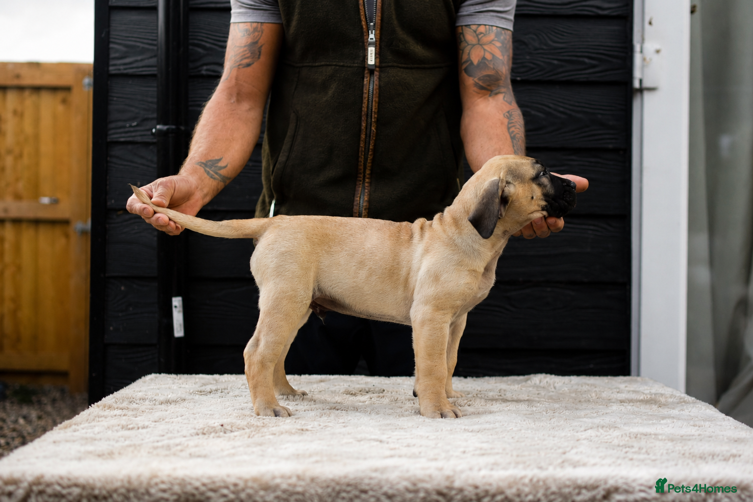 Presa Canario dogs for sale: Presa Canario puppies champion bloodlines - Advert 7