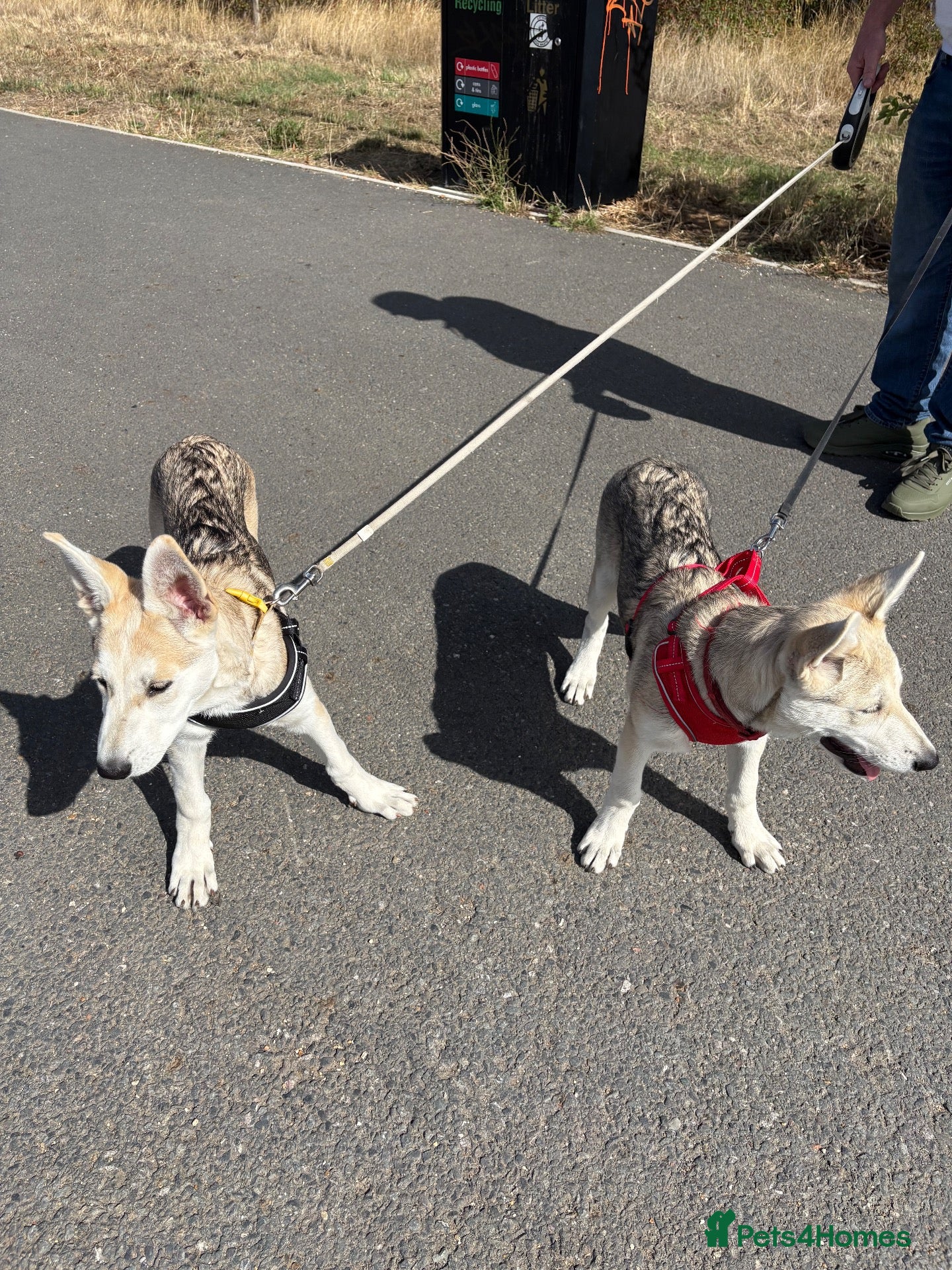 Mixed Breed dogs Low Content Wolfdog puppies  - Advert 11