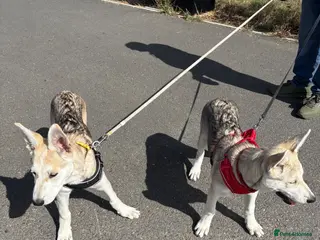 Mixed Breed dogs Low Content Wolfdog puppies - Advert 2