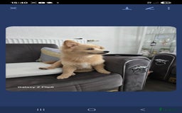 Pomeranian dogs for sale:  Pomerian - Image 3