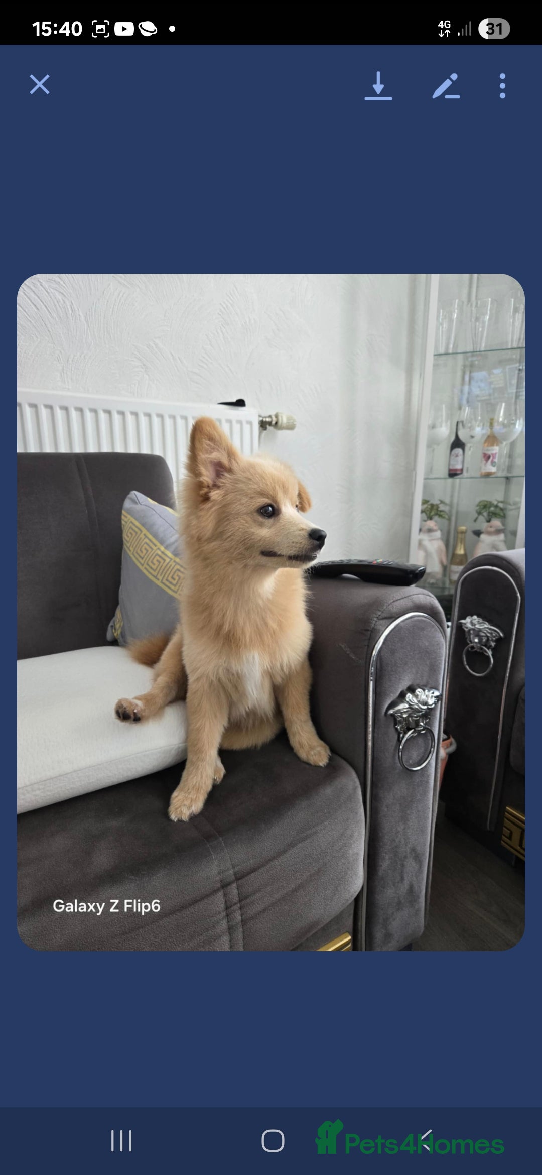 Pomeranian dogs for sale:  Pomerian - Image 3