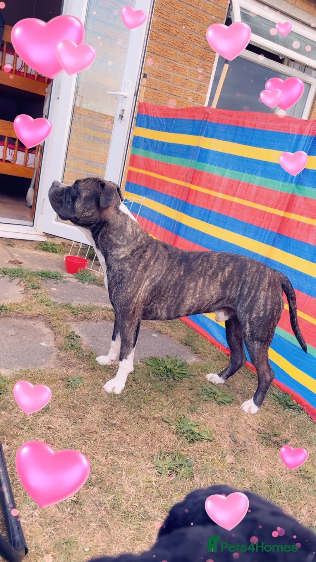 Staffordshire Bull Terrier dogs for sale: Staffy male 2 years 1 month  - Advert 7