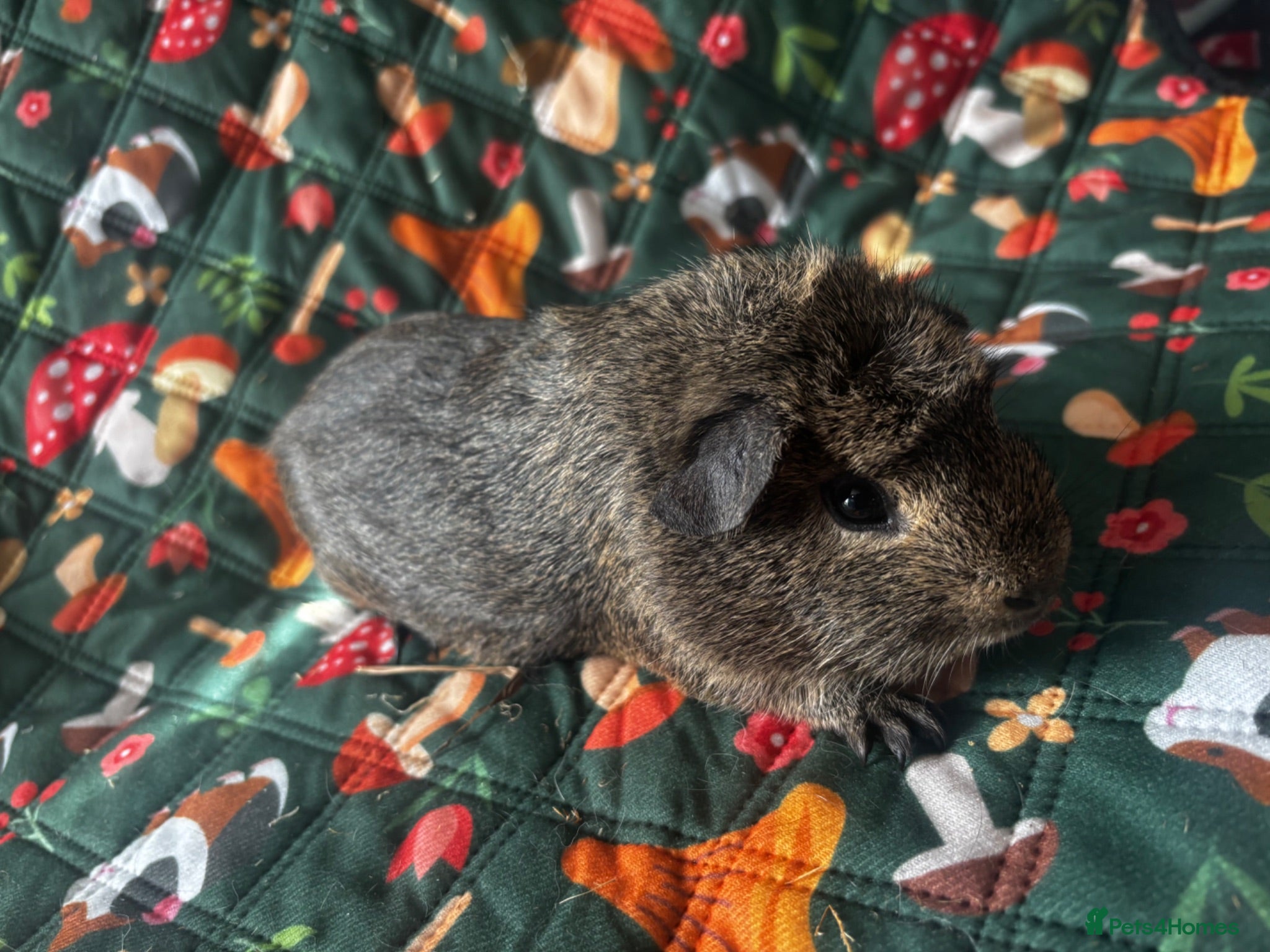 Guinea Pig rodents two bonded boys - Advert 21