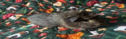Guinea Pig rodents for sale: two bonded boys - Advert 1