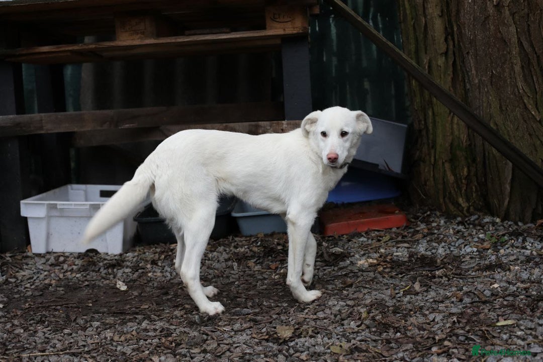 Mixed Breed dogs for adoption: 💖🐶 BELLA 🐶💖 - Advert 9