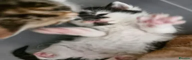 Mixed Breed Kitten 3