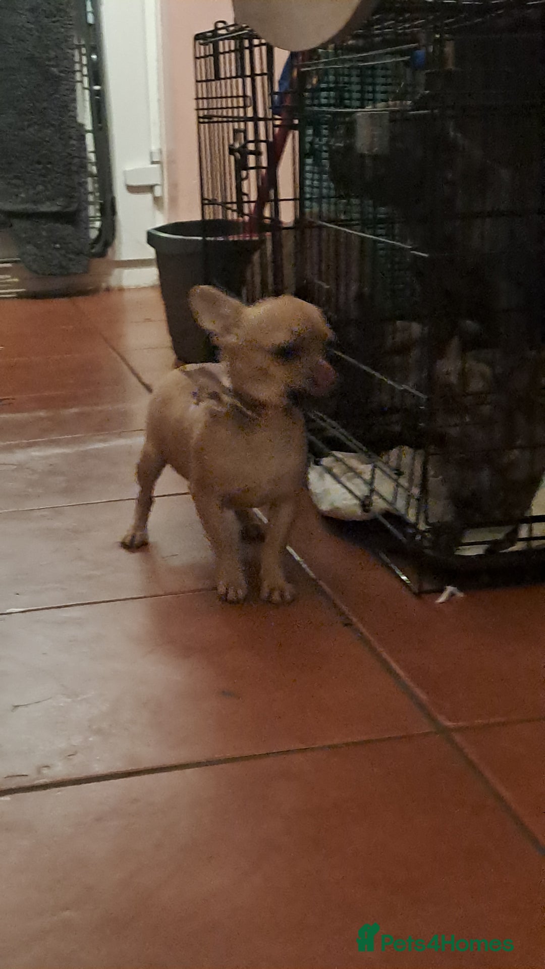 Mixed Breed dogs for sale: Frenchie x chihuahua x2.females. 7 months old. - Advert 2