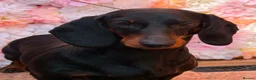 Dachshund dogs for sale: 10 month old Standard smooth black & tan female - Advert 1