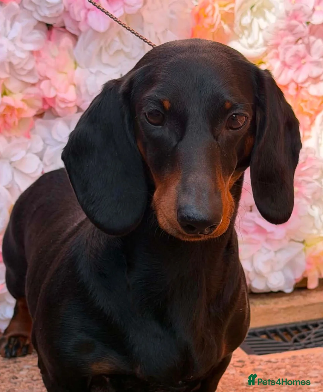 Dachshund dogs for sale: 10 month old Standard smooth black & tan female - Advert 1
