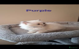 Ragdoll cats for sale: 2 female blue point ragdoll kittens  - Image 4
