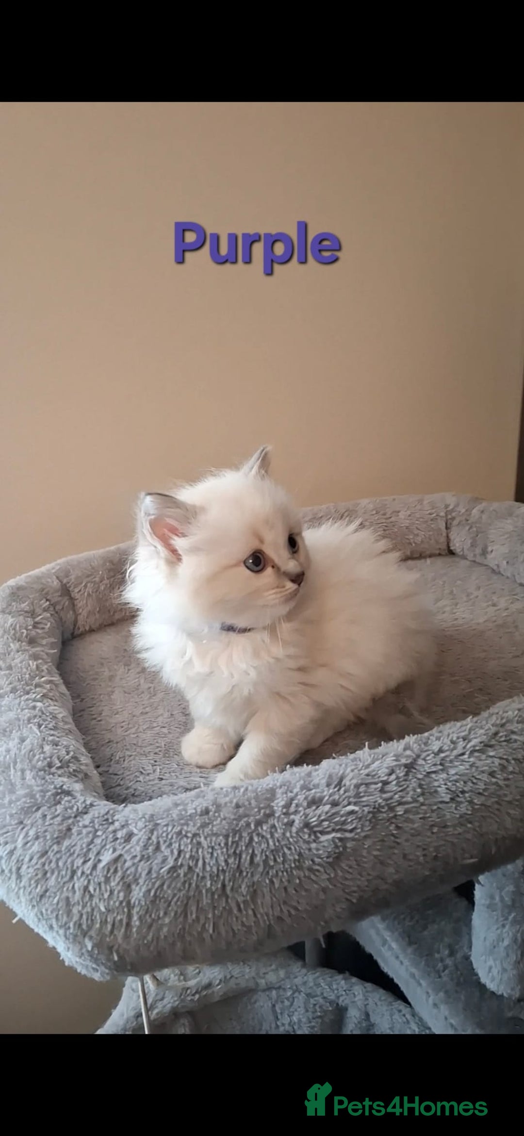 Ragdoll cats for sale: 2 female blue point ragdoll kittens  - Image 4