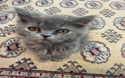 Persian cats for sale: Grey Persian Kittens  - Image 5
