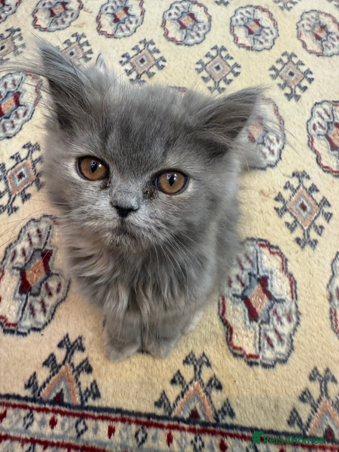 Persian cats for sale: Grey Persian Kittens  - Image 5