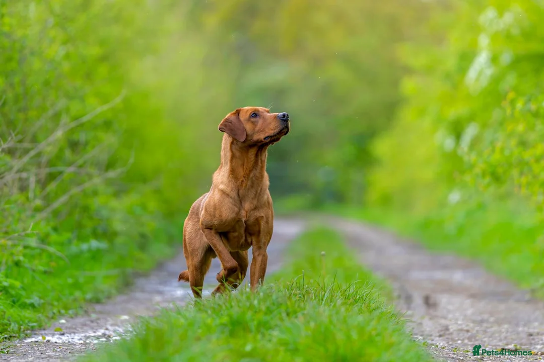 Labrador Retriever dogs for stud: Kc Regestered fully health tested labrador stud in Newark - Advert 3